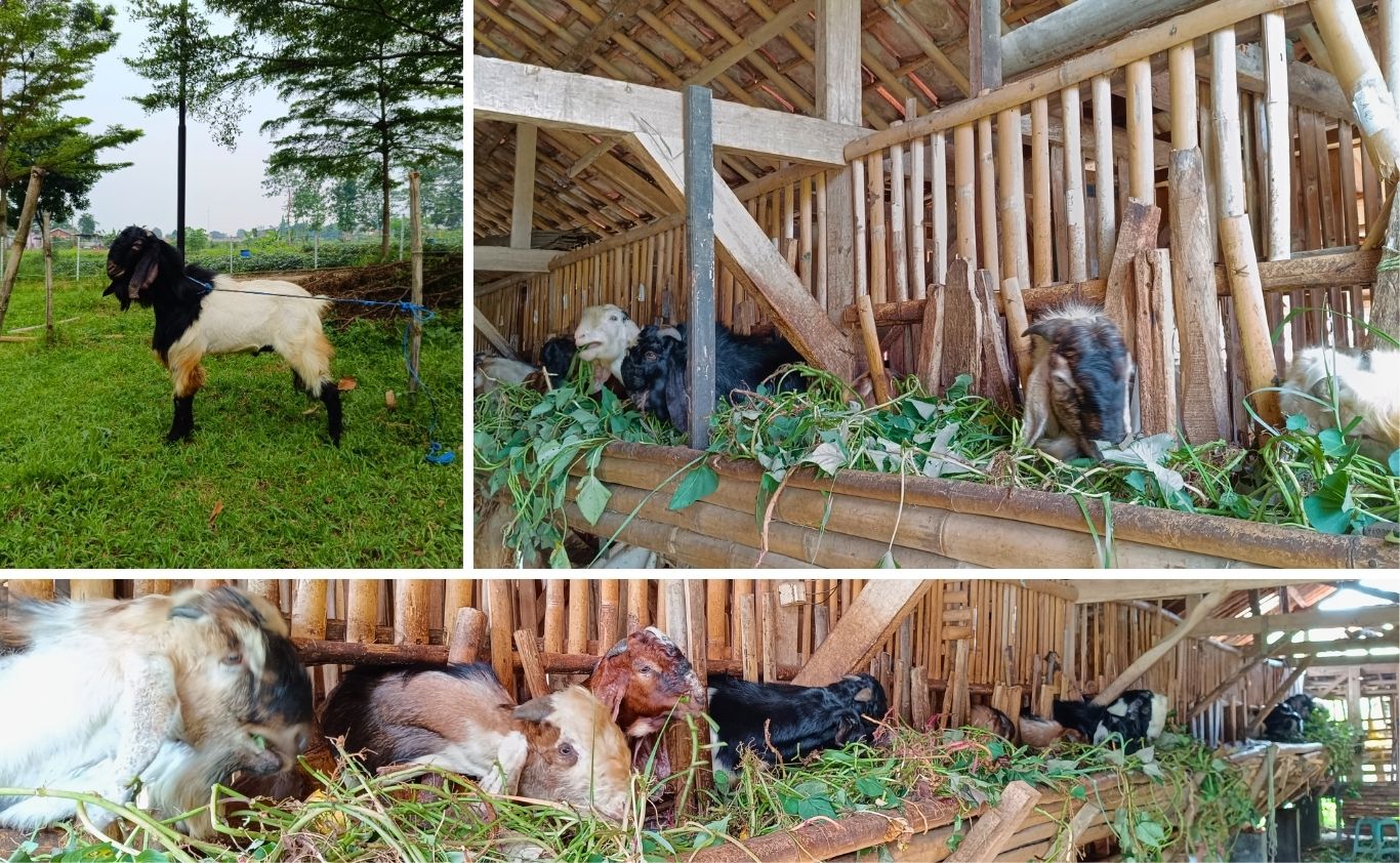 Kambing Arba Farm Page (4)